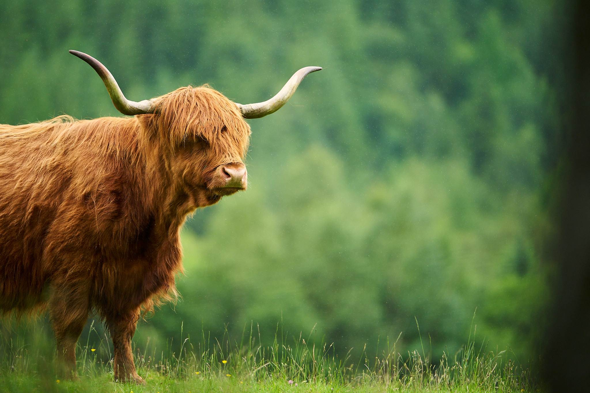 Wet Highland Cow